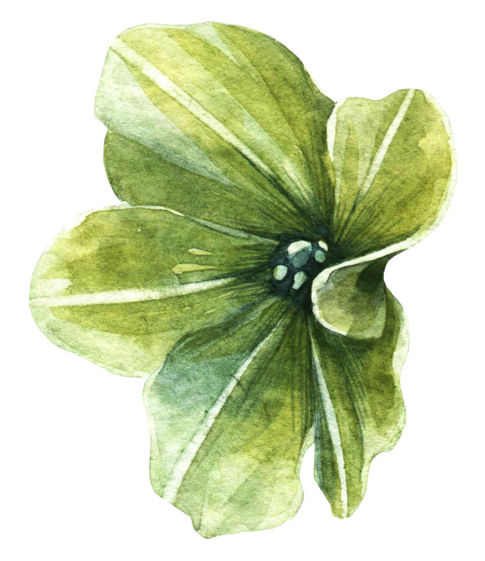 Ilustración Eudora