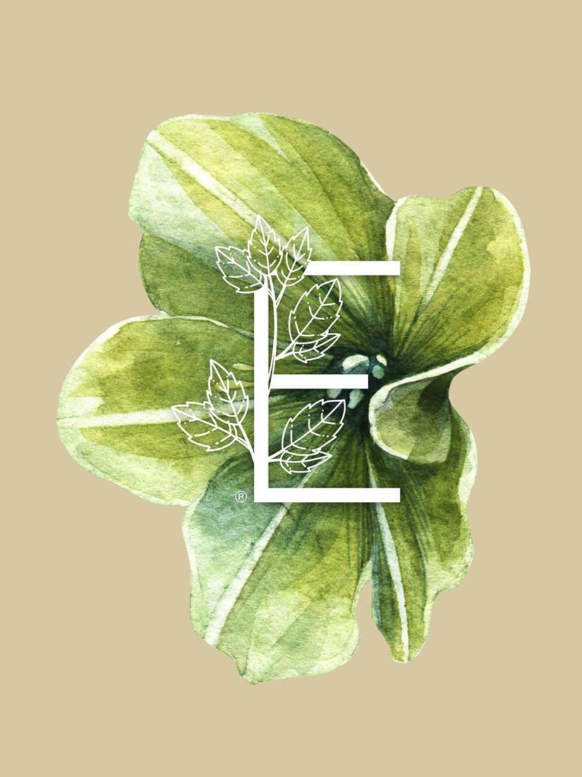 Composición | Eudora